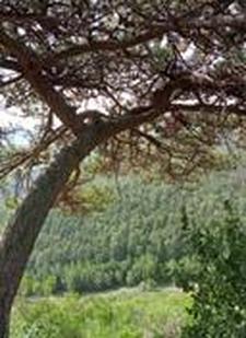 安家立业的动物属什么生肖