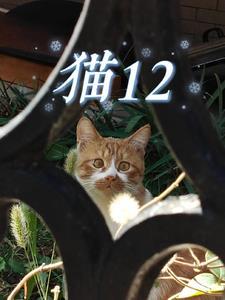 猫12个小时不吃不喝
